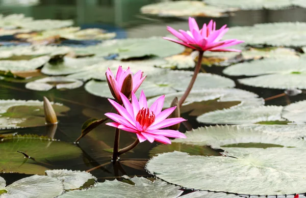 Lilly води квіти — стокове фото