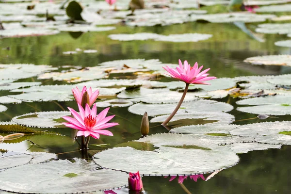 Lilly water Flowers — Stock Photo, Image