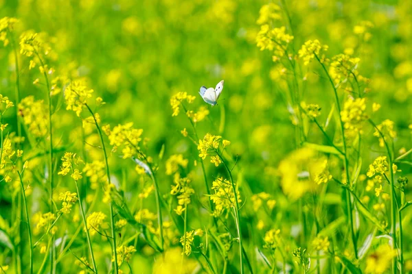 Gelbe Blüten — Stockfoto