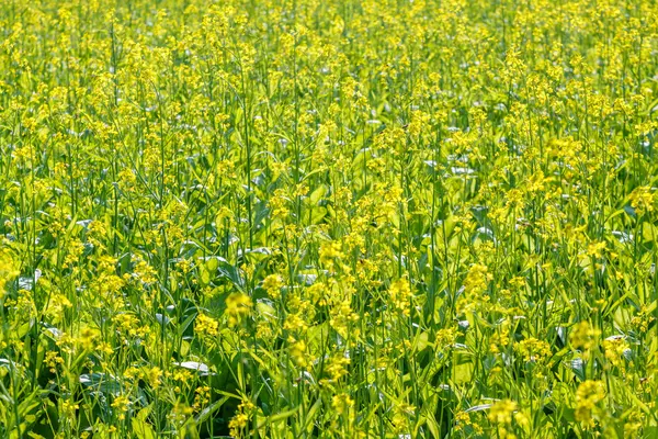 Gule blomster - Stock-foto