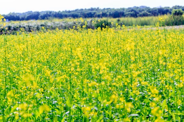 Gule blomster - Stock-foto