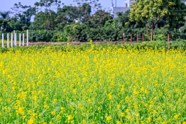 黄色の花 — ストック写真