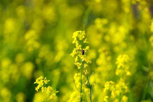 Žluté květy — Stock fotografie