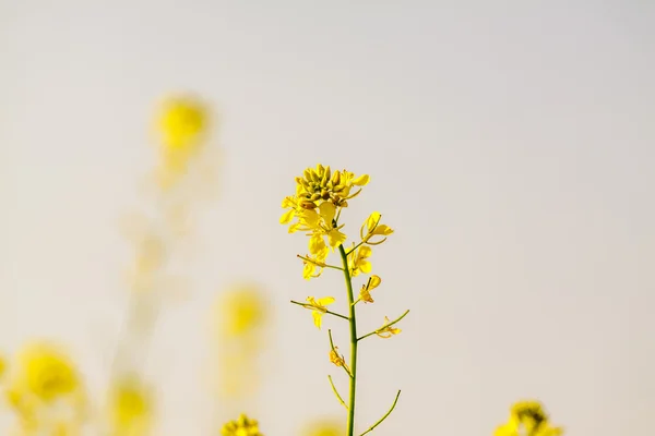 Fiori gialli — Foto Stock