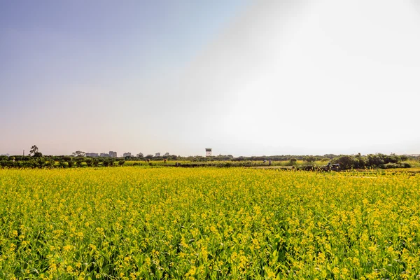 Sarı çiçekler — Stok fotoğraf