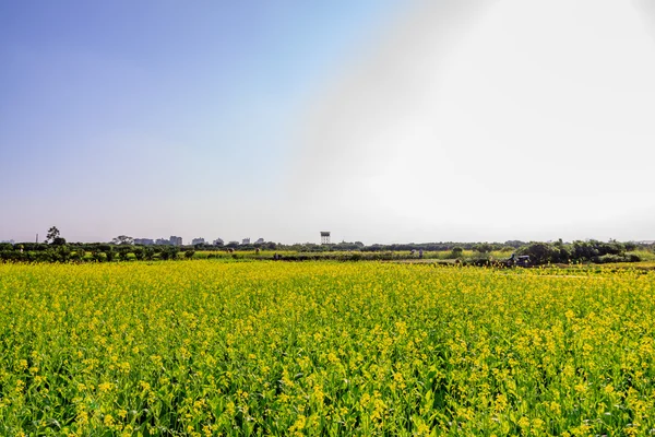 Flores amarillas — Foto de Stock