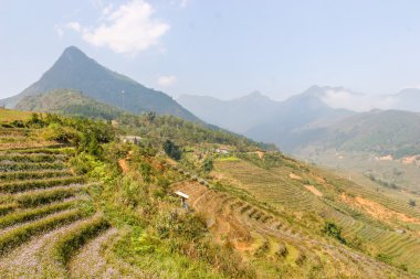 Güzel highland Sapa adlı