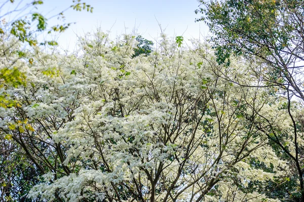 Vit blomma — Stockfoto