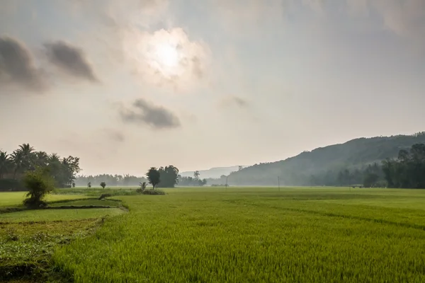 Pirinç tarlaları — Stok fotoğraf