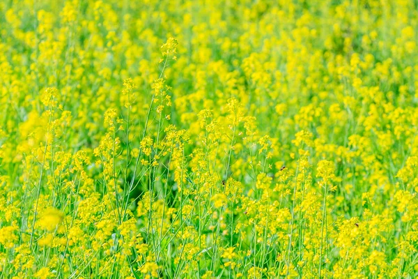 黄色の花 — ストック写真