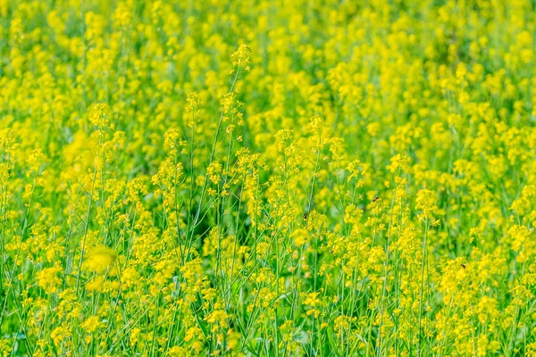 Gelbe Blüten — Stockfoto