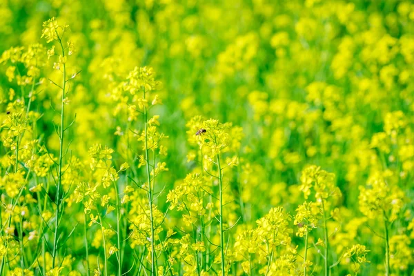 Fleurs jaunes — Photo