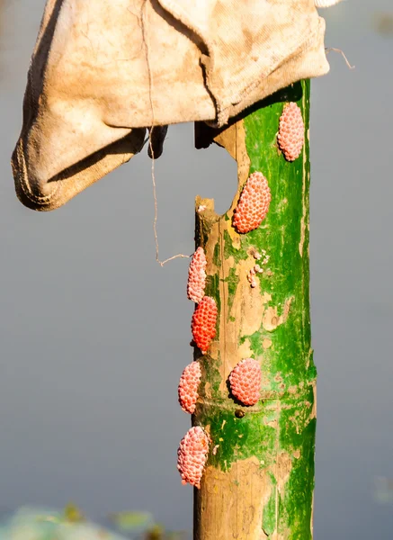 Gula blommor — Stockfoto