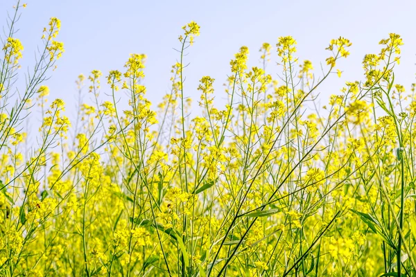 Gelbe Blüten — Stockfoto