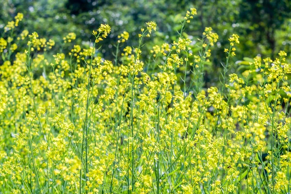 Gelbe Blüten — Stockfoto