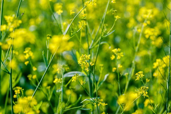 Gule blomster - Stock-foto