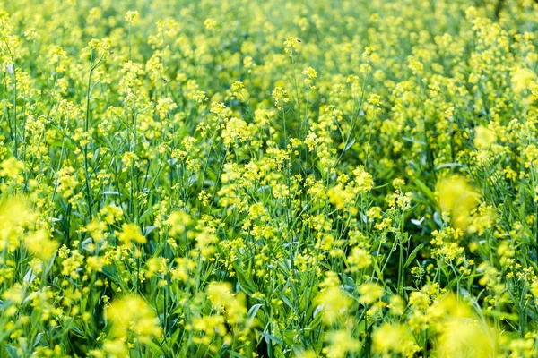 Gelbe Blüten — Stockfoto