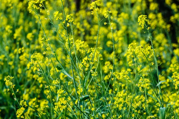 Gelbe Blüten — Stockfoto