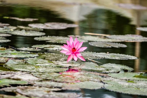 Lotus квіти — стокове фото