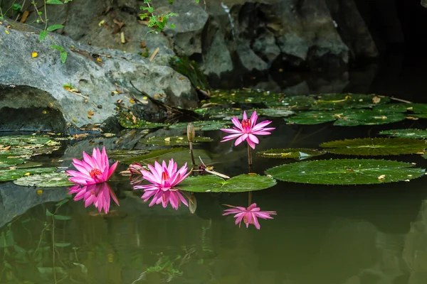Estanque Jardín Patio Con Cascada Lirios Agua Iris Enrejado Contenedor