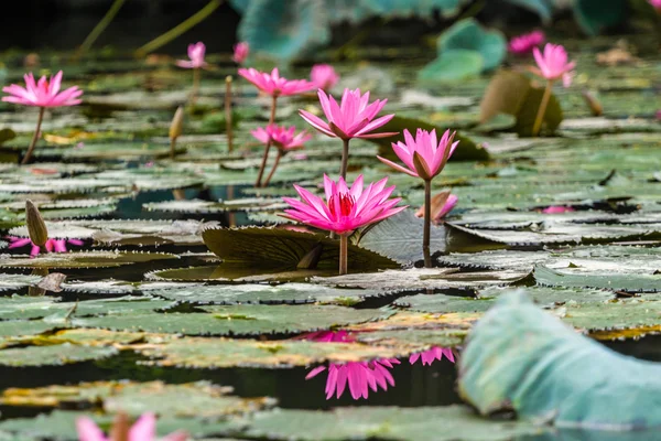 Lotus flowers — Stock Photo, Image