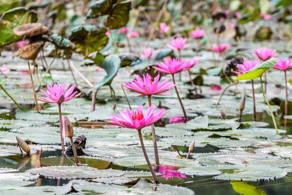 Lotus flowers — Stock Photo, Image