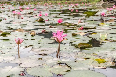 Lotus çiçekleri