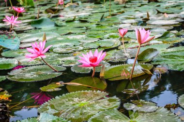 Lotus çiçekleri