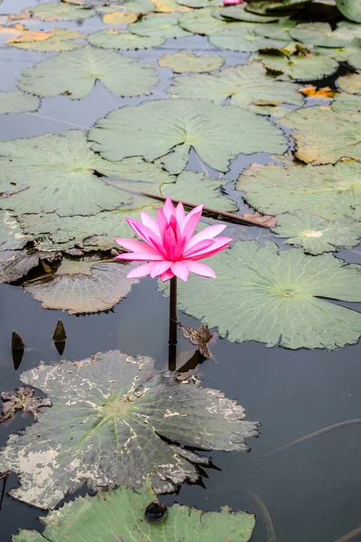 Lotus квіти — стокове фото