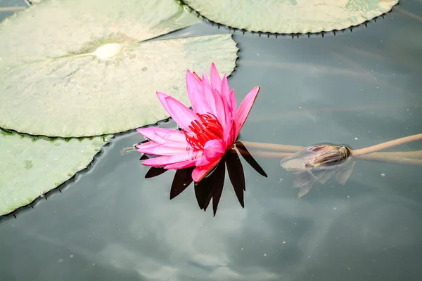 Lotus квіти — стокове фото