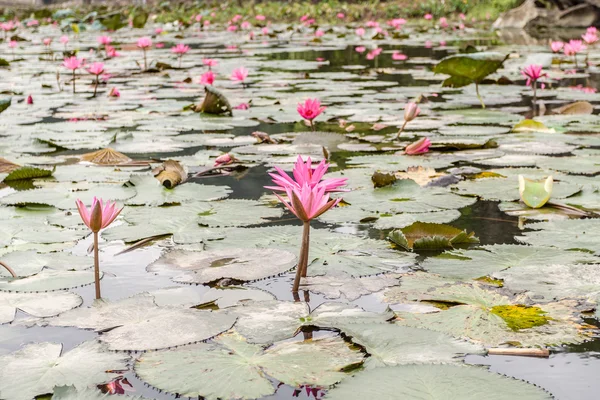 Lotus flowers — Stock Photo, Image