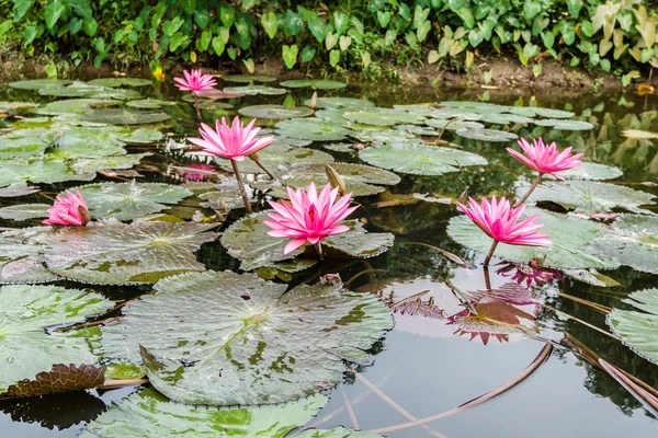 Lotus flowers — Stock Photo, Image