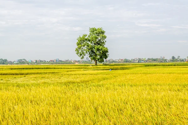 Bir ağaç üzerinde pirinç tarlaları — Stok fotoğraf