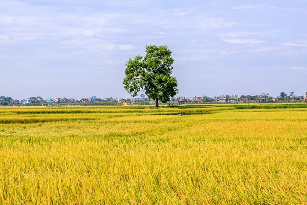 Rice paddy — Stock Photo, Image