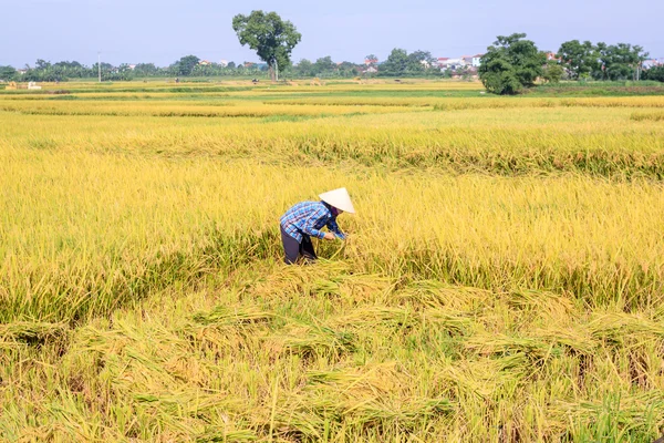 Rice paddy — Stock Photo, Image