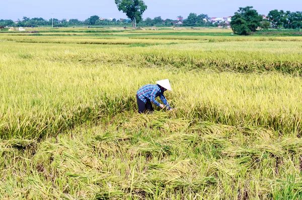 Rice paddy — Stock Photo, Image