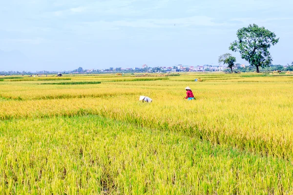 Rice paddy — Stock Photo, Image