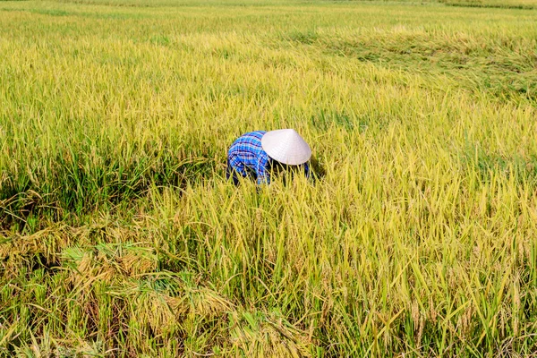 Rice paddy — Stock Photo, Image