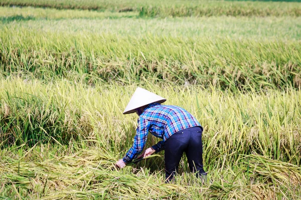 Rice paddy — Stock Photo, Image