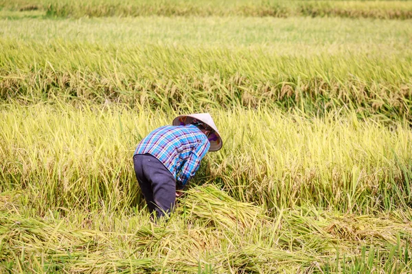 Rice paddy — Stock Photo, Image