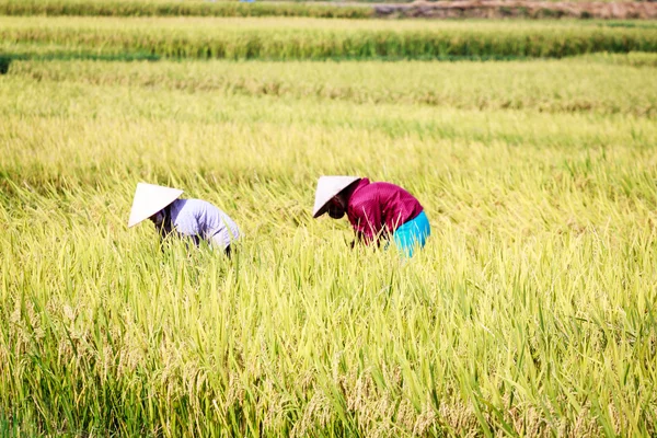 Rice paddy — Stock Photo, Image