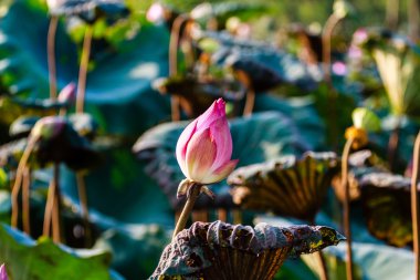 Lotus çiçekleri