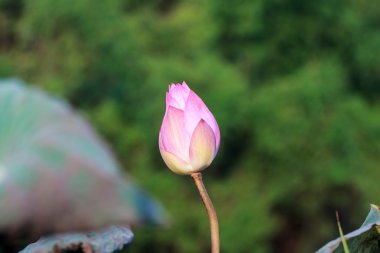 Lotus çiçeği.