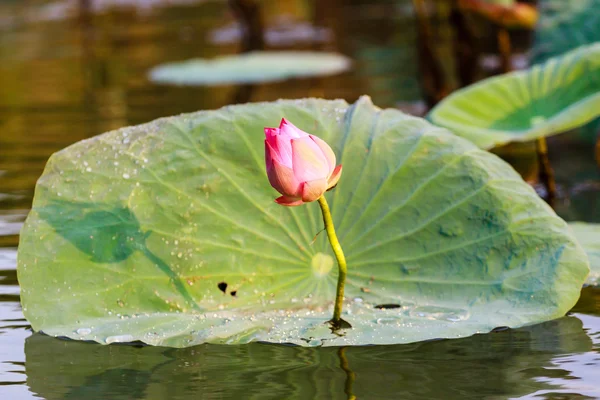 Flor de lótus — Fotografia de Stock