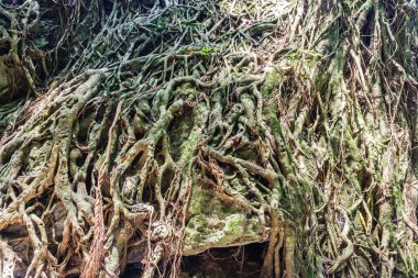 Lotus çiçekleri, Hanoi, Vietnam