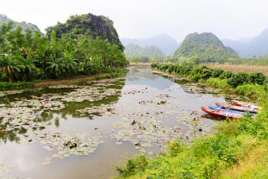Lotus çiçekleri, Hanoi, Vietnam