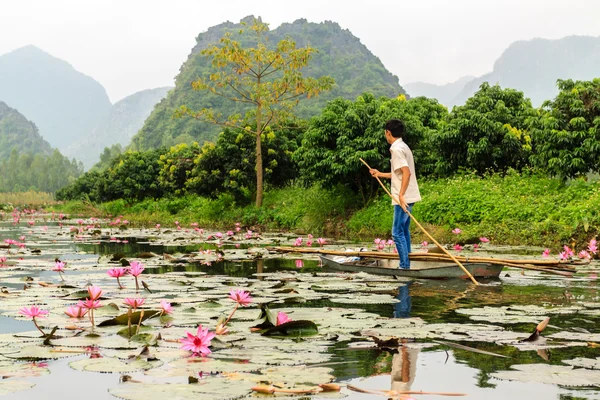Flores de loto en Hanoi, Vietnam — Foto de Stock