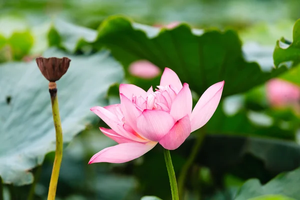 Flor de lótus — Fotografia de Stock