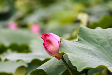 Lotus çiçeği.