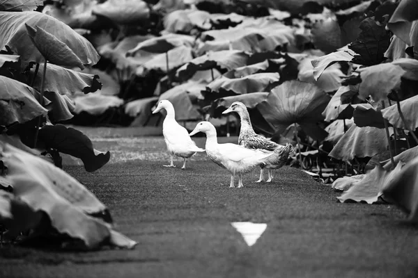 Patos caminhando no lago oeste — Fotografia de Stock